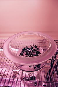 close up view of green branch in glass container in agro laboratory with ultra violet light