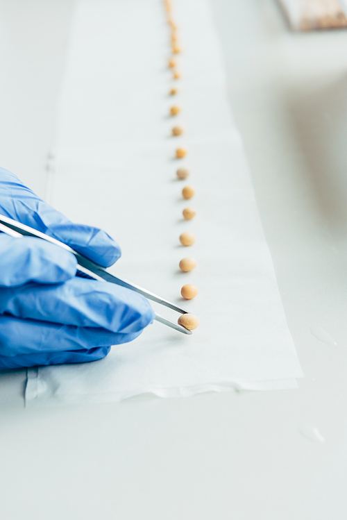 cropped image of biologist putting seeds in row by tweezers at table in agro laboratory