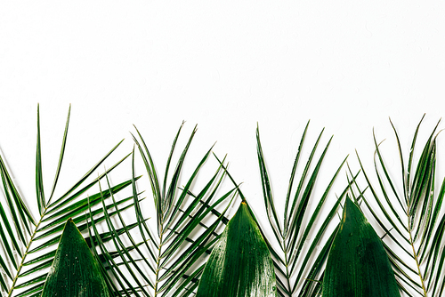 flat lay with assorted green foliage on white backdrop