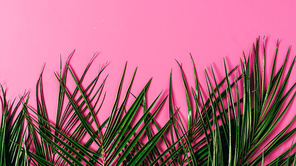 top view of exotic palm leaves arranged on pink background