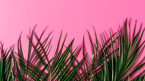 top view of exotic palm leaves arranged on pink background