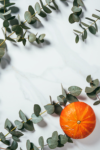 top view of eucalyptus leaves and one pumpkin on white background with copy space