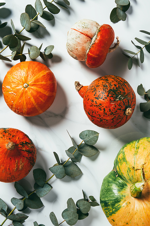 top view of organic pumpkins and eucalyptus leaves on white background