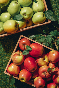 green and red apples in wooden boxes with apple tree leaves