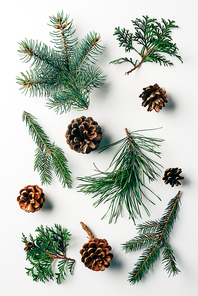 flat lay with green branches and pine cones arranged on white backdrop