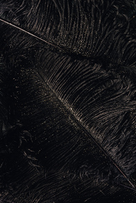 full frame view of decorative black feathers with golden dust, festive background