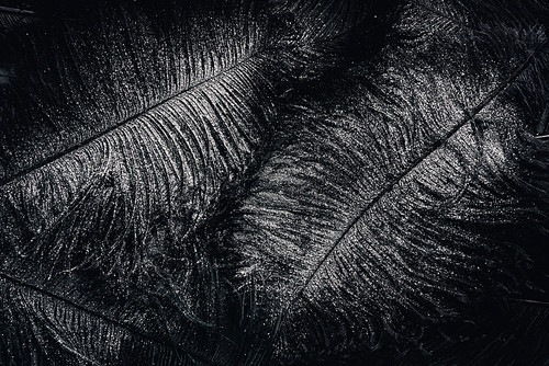 full frame image of surface with black feathers covered by silver