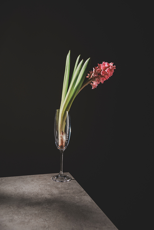 pink hyacinth flower in champagne glass on stone table isolated on black