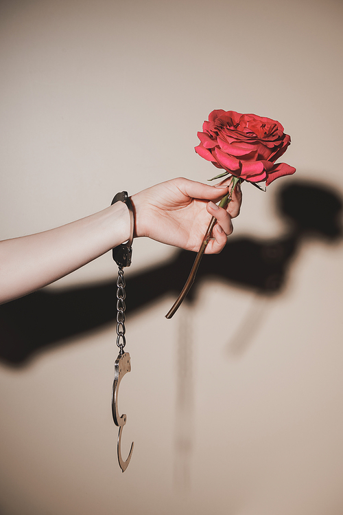 partial view of woman in metal handcuffs holding pink rose flower on beige background