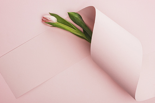 top view of spring tulip wrapped in paper swirl on pink background