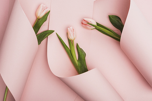 top view of spring tulips wrapped in paper swirls on pink background