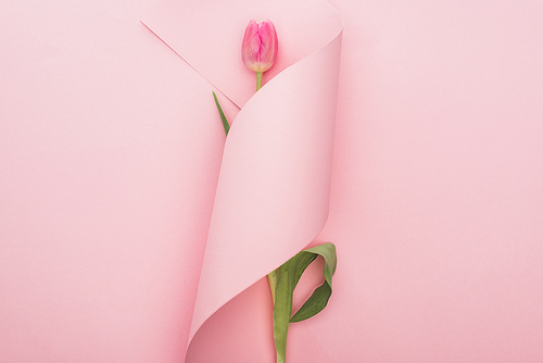 top view of pink tulip wrapped in paper swirl on pink background