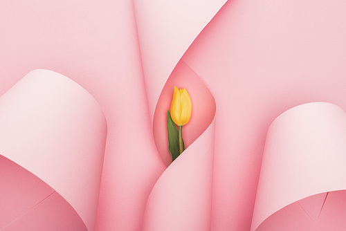 top view of yellow tulip in paper spiral swirls on pink background