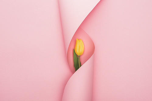 top view of yellow tulip wrapped in paper swirl on pink background