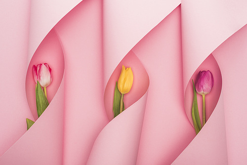 top view of multicolored tulips in paper swirls on pink background