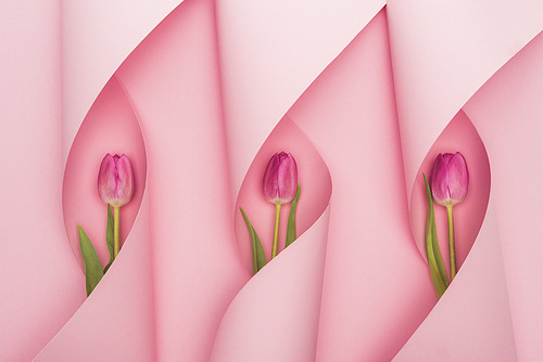 top view of purple tulips in paper swirls on pink background