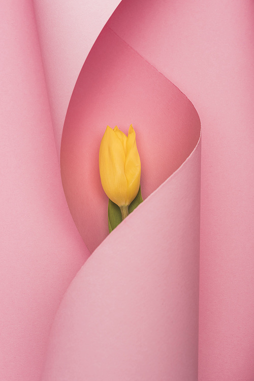top view of yellow tulip wrapped in paper swirl on pink background