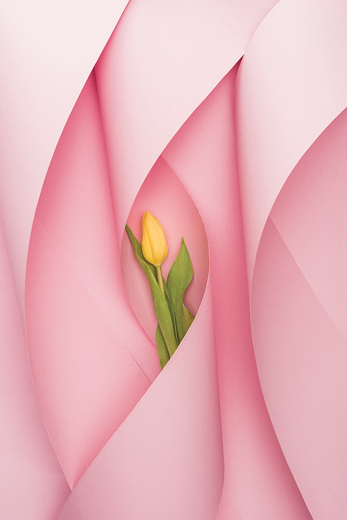 top view of yellow tulip in paper swirls on pink background