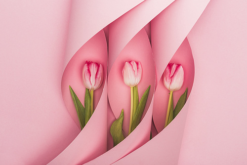 top view of tulips in paper swirls on pink background