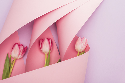 top view of tulips in pink paper swirls on violet background