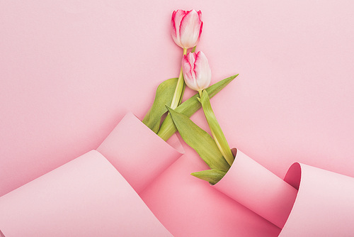 top view of tulips wrapped in paper swirls on pink background