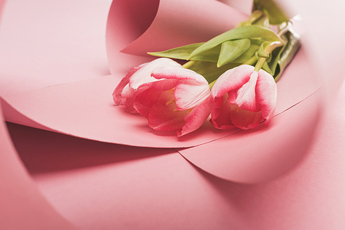 close up view of tulips wrapped in pink paper swirls isolated on white