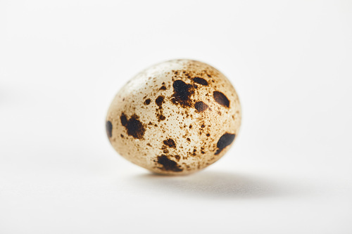 one small quail egg on white surface