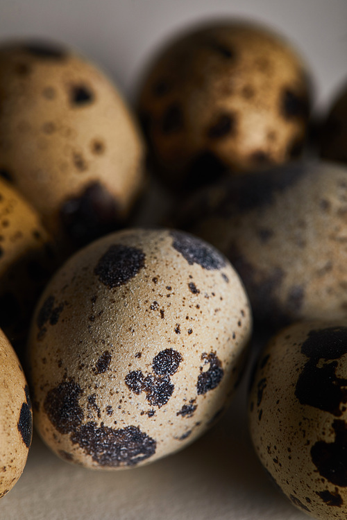 selective focus of few small quail eggs
