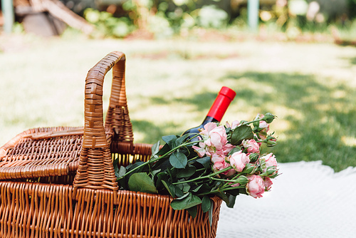 wicker basket with roses and bottle of wine on white blanket at sunny day in garden