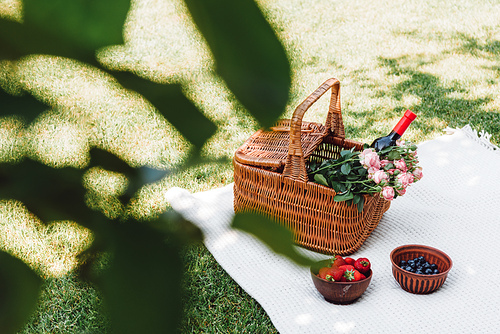 selective focus of green leaves and wicker basket with roses and bottle of wine near berries on white blanket at sunny day in garden