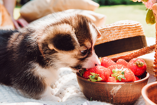 cute adorable puppy eating strawberries from bowl during picnic at sunny day
