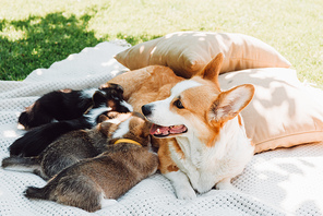 dog lying on white blanket near pillows on green lawn and feeding puppies