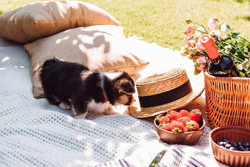 cute puppy at white blanket with picnic wicker basket, pillows and straw hat at sunny day