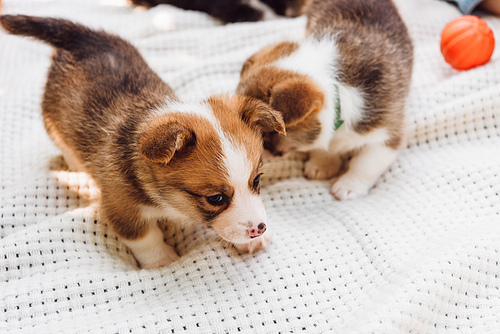 cute puppies on white blanket during picnic at sunny day