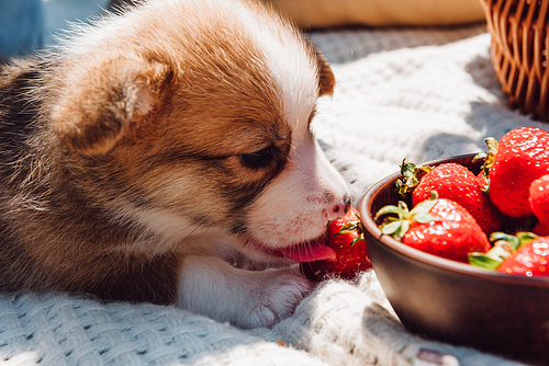 cute puppy near strawberries in bowl at picnic at sunny day