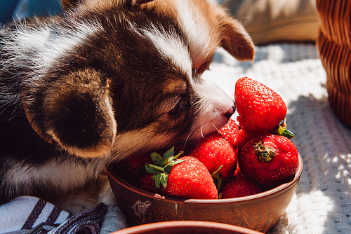 cute puppies eating strawberries together from bowl during picnic at sunny day