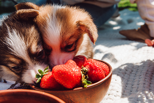 adorable puppies eating strawberries together from bowl during picnic at sunny day