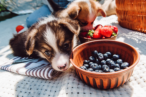 adorable puppies eating strawberries and blue berries together from bowls during picnic at sunny day