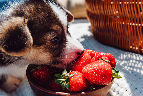 cute puppy eating ripe strawberries from bowl during picnic at sunny day