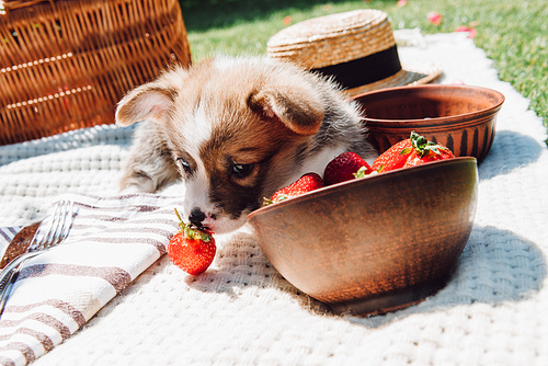 cute puppy playing with strawberries scattered from bowl during picnic at sunny day