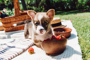 adorable puppy playing with strawberries scattered from bowl during picnic at sunny day