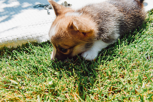 cute puppy on lawn with green grass at sunny day