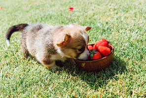 cute fluffy puppy eating ripe strawberries from bowl on green grass