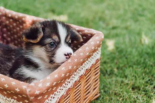 cute adorable puppy in wicker box in green summer garden