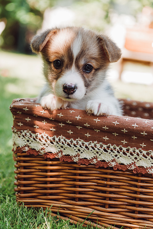 cute adorable puppy in wicker box in green summer garden with sunlight