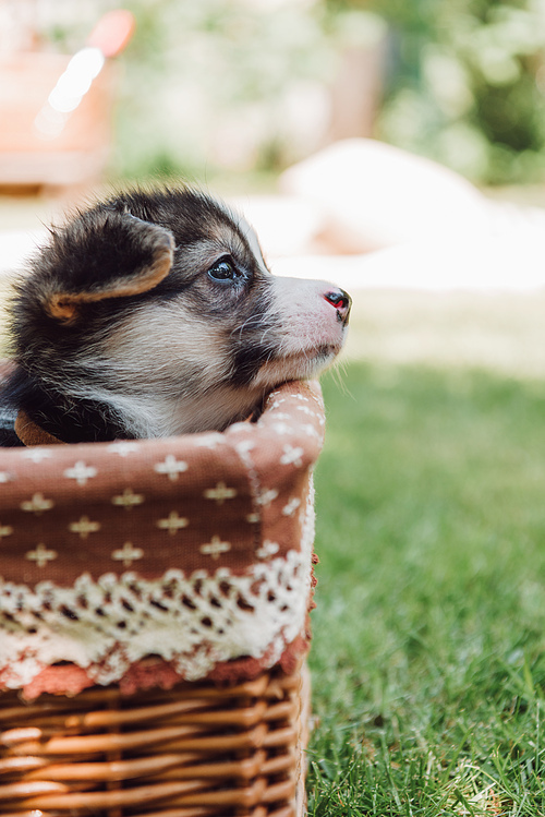 cute adorable puppy in wicker box in green summer garden with sunshine