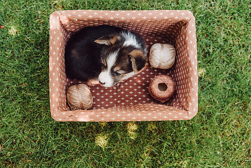 top view of adorable puppy in box with spools of thread in green summer garden