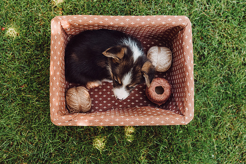 top view of cute adorable puppy in box with spools of thread in green summer garden