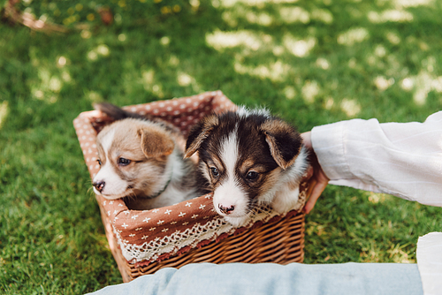 cropped view of girl sitting in green garden near wicker box with adorable puppies
