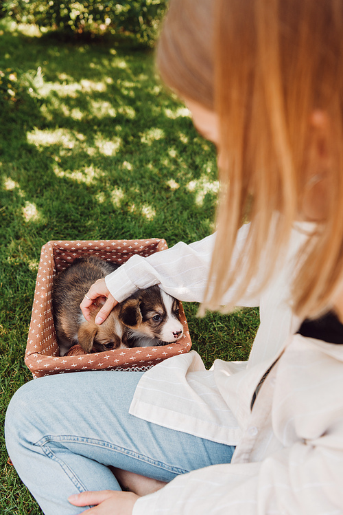 partial view of girl sitting in green garden with crossed legs near wicker box with adorable puppies
